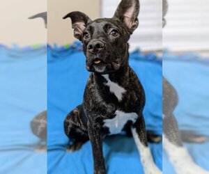 American Pit Bull Terrier-Unknown Mix Dogs for adoption in Fresno, CA, USA