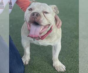 Bulldog-Unknown Mix Dogs for adoption in Camarillo, CA, USA