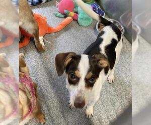 Chihuahua-Parson Russell Terrier Mix Dogs for adoption in Orange, CA, USA