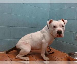American Pit Bull Terrier Dogs for adoption in Downey, CA, USA