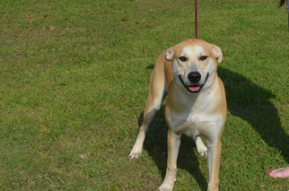 Alaskan Husky-Labrador Retriever Mix Dogs for adoption in Harpswell, ME, USA