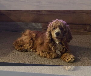 Cocker Spaniel Dogs for adoption in Brights Grove, Ontario, Canada