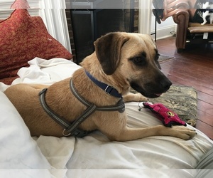 Black Mouth Cur-Unknown Mix Dogs for adoption in Andersonville, TN, USA
