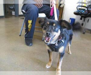 Pomeranian-Unknown Mix Dogs for adoption in Temple, TX, USA