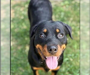 Rottweiler Dogs for adoption in Hillsboro, NH, USA