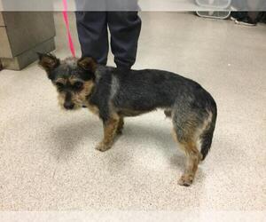 Mutt Dogs for adoption in Riverside, CA, USA