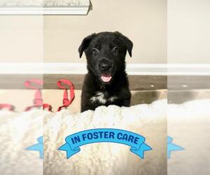 Mutt Dogs for adoption in Tallahassee, FL, USA