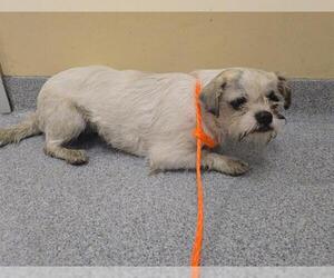 Shih Tzu-Unknown Mix Dogs for adoption in Orange, CA, USA