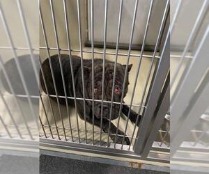 Mastiff-Unknown Mix Dogs for adoption in Bakersfield, CA, USA