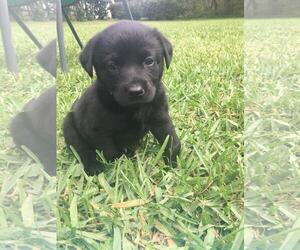 Borador Dogs for adoption in Valrico, FL, USA
