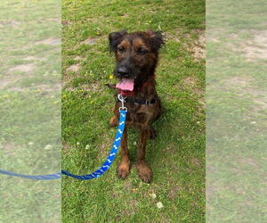 Poodle (Standard)-Unknown Mix Dogs for adoption in Elmsford, NY, USA