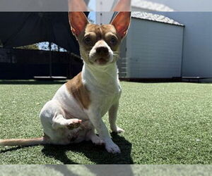 Chihuahua Dogs for adoption in Redwood City, CA, USA