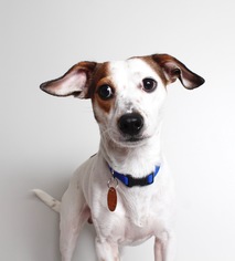 Jack Russell Terrier Dogs for adoption in Eden Prairie, MN, USA