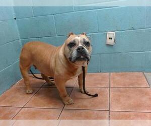 Bulldog Dogs for adoption in Downey, CA, USA
