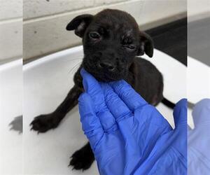 Mutt Dogs for adoption in Mobile, AL, USA