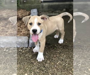 Boxweiler Dogs for adoption in byhalia, MS, USA
