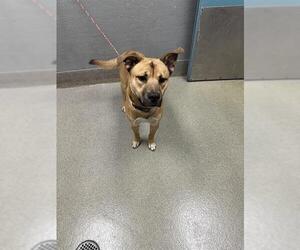 German Shepherd Dog-Unknown Mix Dogs for adoption in Las Vegas, NV, USA