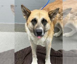 German Shepherd Dog-Unknown Mix Dogs for adoption in Las Vegas, NV, USA