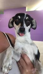 Jack-Rat Terrier Dogs for adoption in Phoenix , AZ, USA