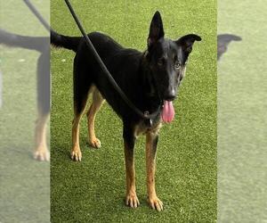 German Shepherd Dog Dogs for adoption in Baytown, TX, USA