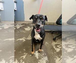 Lab Pei Dogs for adoption in Camarillo, CA, USA