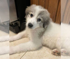 Great Pyrenees-Unknown Mix Dogs for adoption in Plymouth, MN, USA