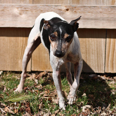 Rat Terrier Dogs for adoption in St. Louis Park, MN, USA