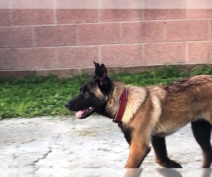 Medium Photo #1 German Shepherd Dog-Unknown Mix Puppy For Sale in Newport Beach, CA, USA