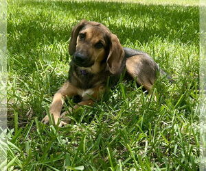Mutt Dogs for adoption in Royal Palm Beach, FL, USA
