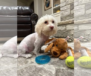 Maltese-Unknown Mix Dogs for adoption in Dallas, TX, USA