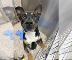 Huskies -Unknown Mix Dogs for adoption in Martinsburg, WV, USA