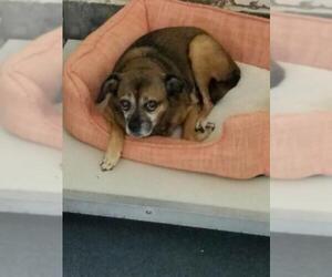 Puggle Dogs for adoption in Glen Allen, VA, USA