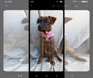 Labrador Retriever-Unknown Mix Dogs for adoption in NYC, NY, USA