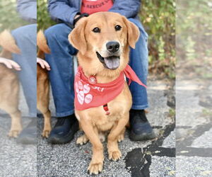 Basset Retriever Dogs for adoption in Wakefield, RI, USA