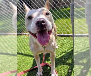 American Pit Bull Terrier Dogs for adoption in Downey, CA, USA