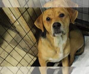 Beagle-Unknown Mix Dogs for adoption in El Centro, CA, USA