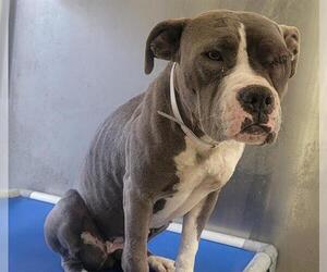 American Pit Bull Terrier-Unknown Mix Dogs for adoption in Downey, CA, USA