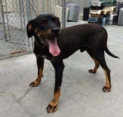 Rottweiler-Unknown Mix Dogs for adoption in Terre Haute, IN, USA