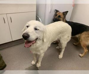 Great Pyrenees Dogs for adoption in HESPERIA, CA, USA