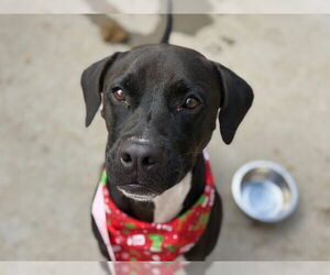 Mutt Dogs for adoption in Tulsa, OK, USA