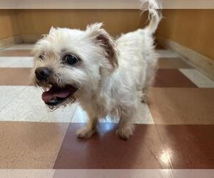 Mutt Dogs for adoption in Martinez, CA, USA