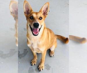 Carolina Dog-Unknown Mix Dogs for adoption in Pleasanton, TX, USA