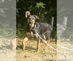 German Shepherd Dog-Unknown Mix Dogs for adoption in Aurora, IN, USA