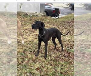 Great Dane Dogs for adoption in Columbus, IN, USA