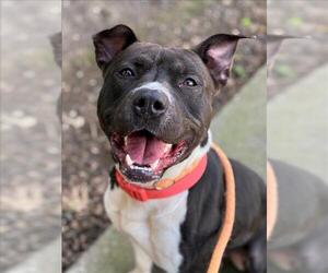 American Pit Bull Terrier-Unknown Mix Dogs for adoption in Woodland, CA, USA