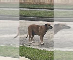 Black Mouth Cur-Unknown Mix Dogs for adoption in Houston, TX, USA