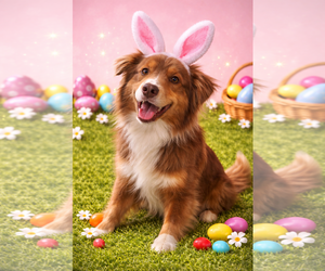 Australian Shepherd Dogs for adoption in Cape May, NJ, USA