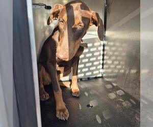 Doberman Pinscher-Unknown Mix Dogs for adoption in San Antonio, TX, USA