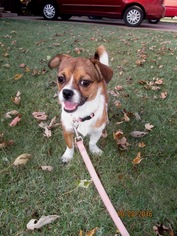 Cheeks Dogs for adoption in Altus, OK, USA