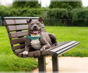 American Pit Bull Terrier-Unknown Mix Dogs for adoption in Derwood, MD, USA
